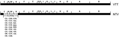 Non-replicating Vaccinia Virus TianTan Strain (NTV) Translation Arrest of Viral Late Protein Synthesis Associated With Anti-viral Host Factor SAMD9